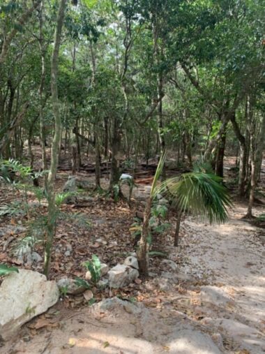 trees near Cenote Dos Ojos